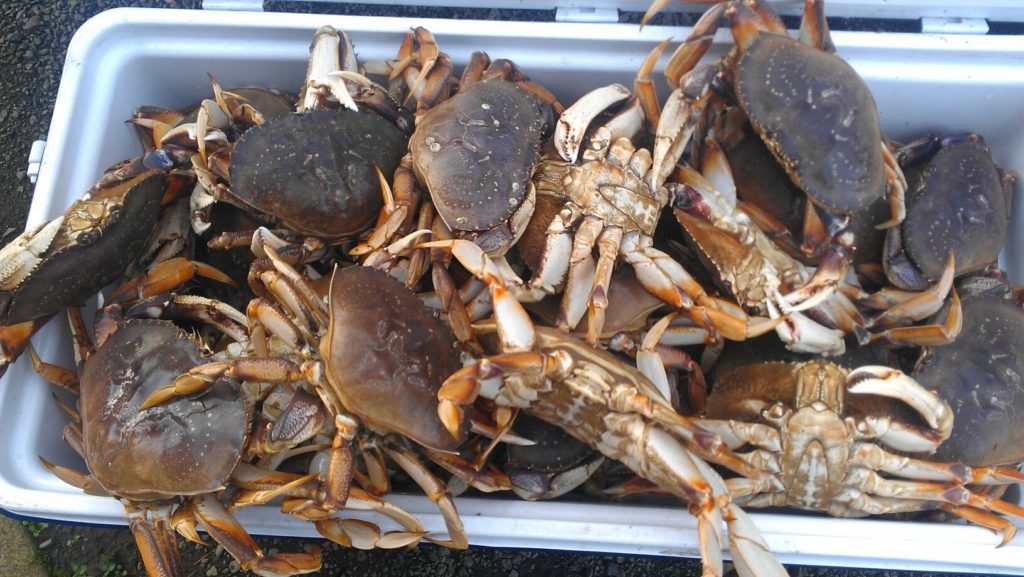 Dungeness crab limits